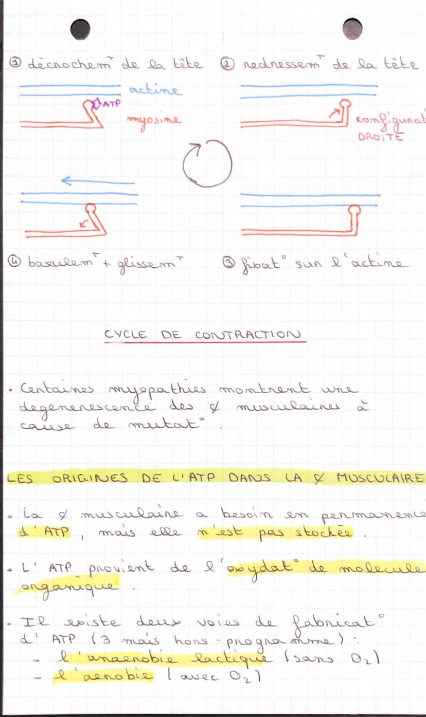 CHAPITRE 3 LE FONCTIONNEMENT DE
SVT
-
CELLULES
ONE STRUCTURE SPECIALISEE
muscle strie: ensemble des & musculaire
organisées
faisceau muscula