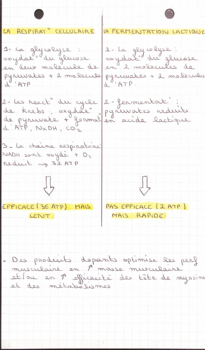 CHAPITRE 3 LE FONCTIONNEMENT DE
SVT
-
CELLULES
ONE STRUCTURE SPECIALISEE
muscle strie: ensemble des & musculaire
organisées
faisceau muscula