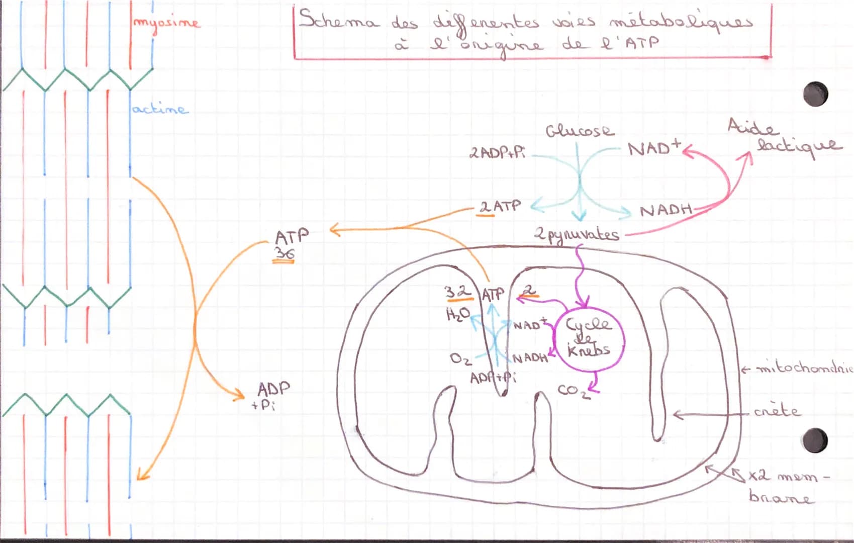 CHAPITRE 3 LE FONCTIONNEMENT DE
SVT
-
CELLULES
ONE STRUCTURE SPECIALISEE
muscle strie: ensemble des & musculaire
organisées
faisceau muscula