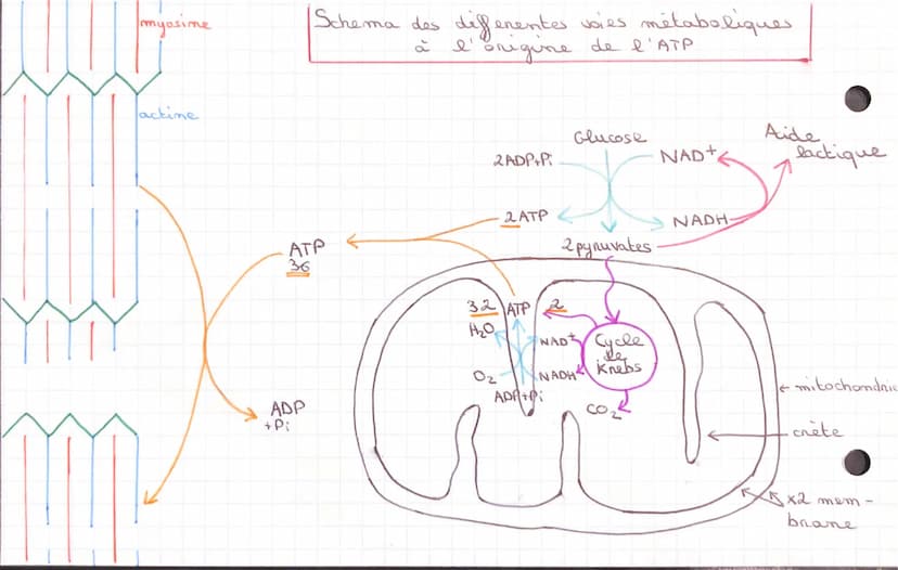 CHAPITRE 3 LE FONCTIONNEMENT DE
SVT
-
CELLULES
ONE STRUCTURE SPECIALISEE
muscle strie: ensemble des & musculaire
organisées
faisceau muscula
