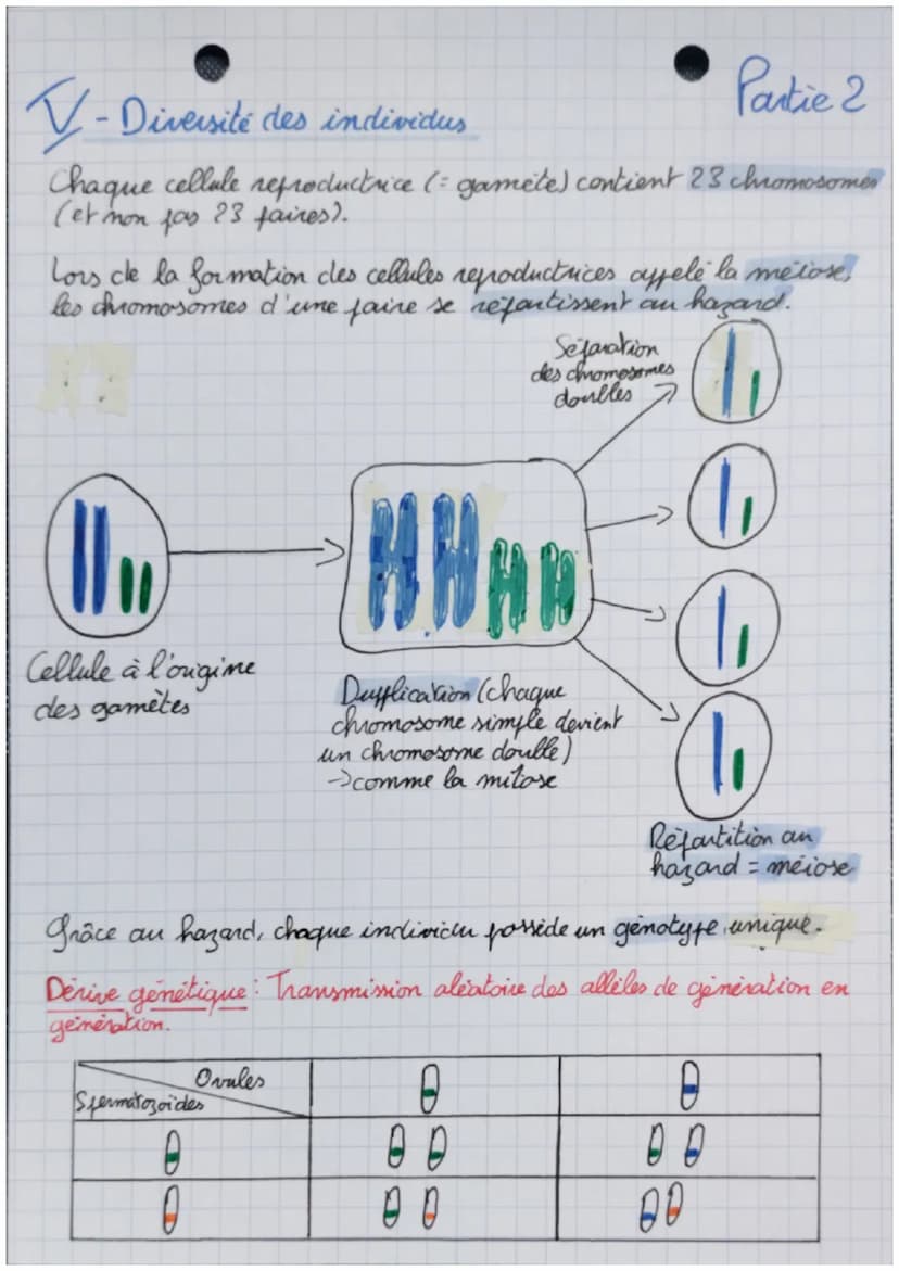 • La
La génétique Chapitre 3
Partie 1
SUT
1- Caractères d'un individu
Les individus possèdent des caractères propres à leur espèce
(caractèr