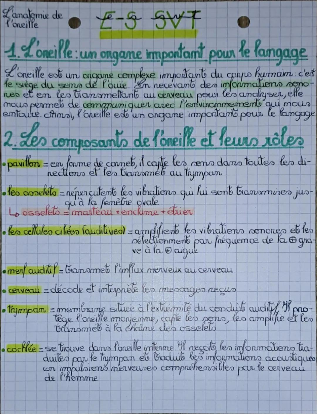 # L'anatomie de
P'oneille

# L-g SVT

1. L'oneille : un organe important pour le langage

L'oneille est un ongane ongame complexe important 