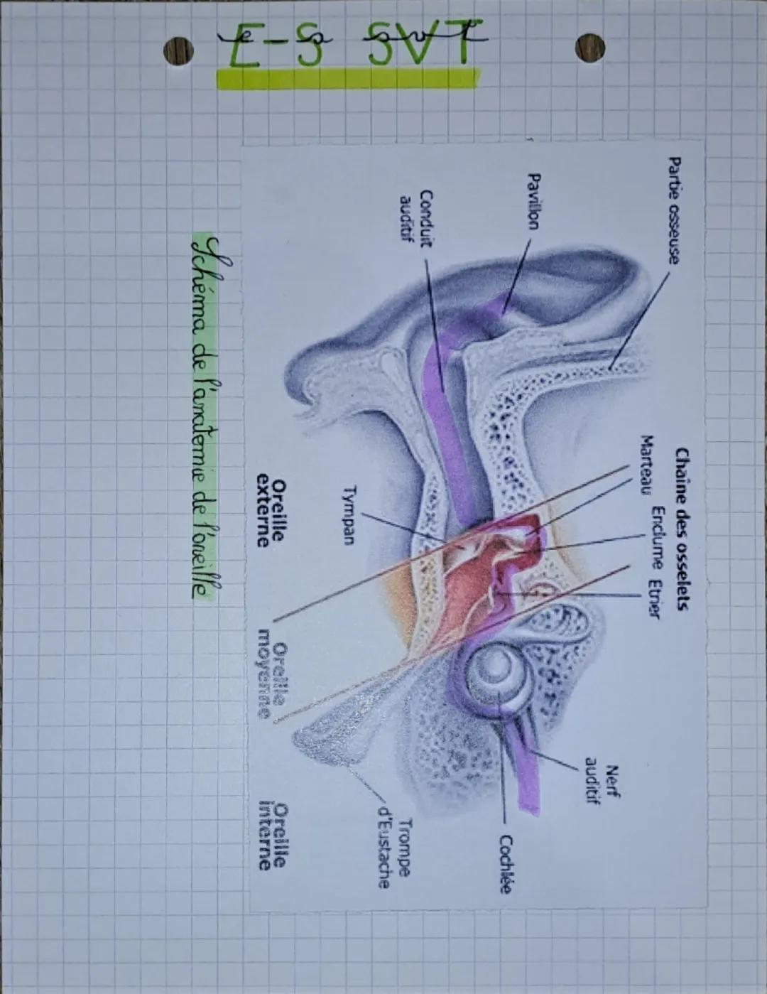 # L'anatomie de
P'oneille

# L-g SVT

1. L'oneille : un organe important pour le langage

L'oneille est un ongane ongame complexe important 