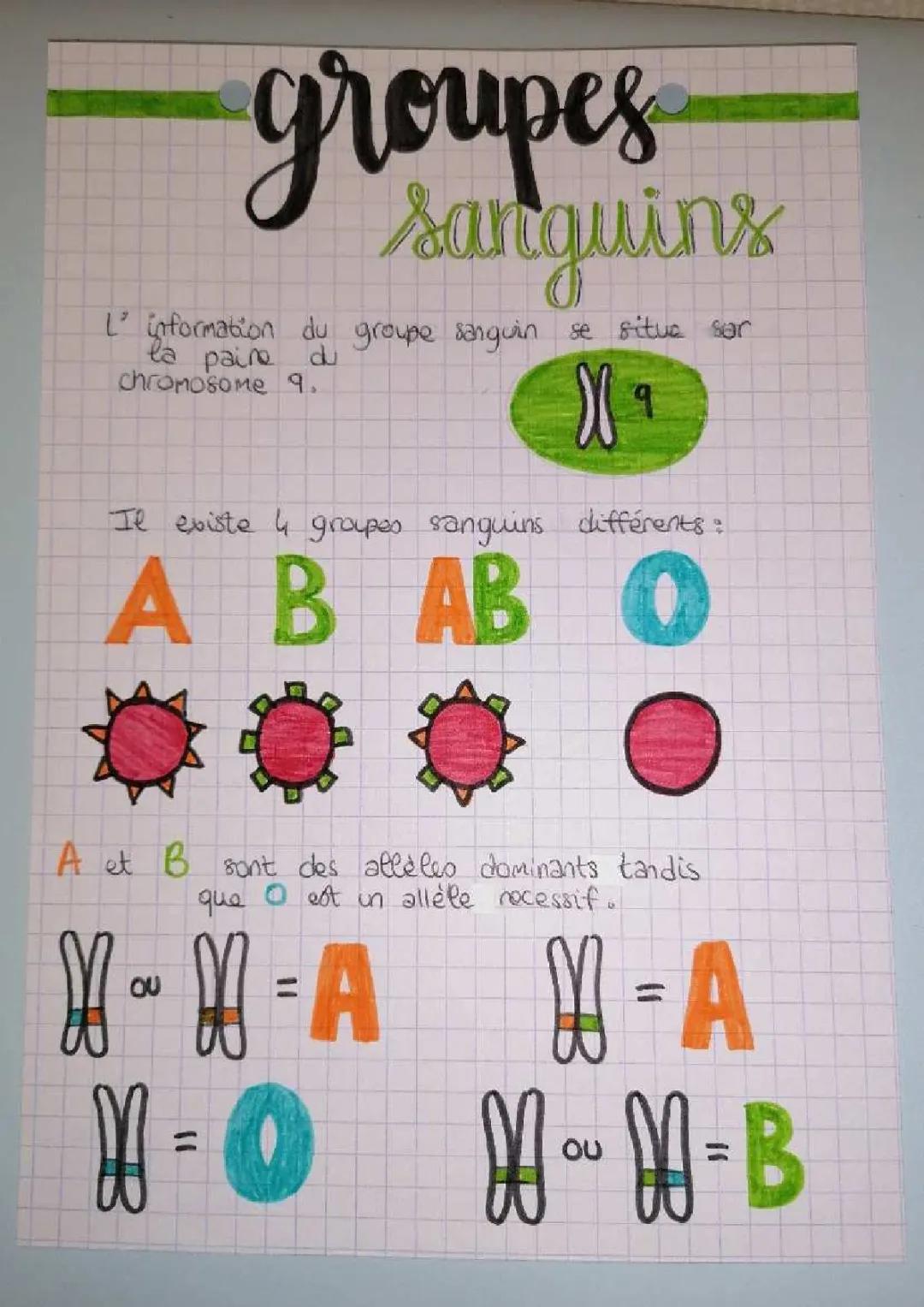 Les Groupes Sanguins 