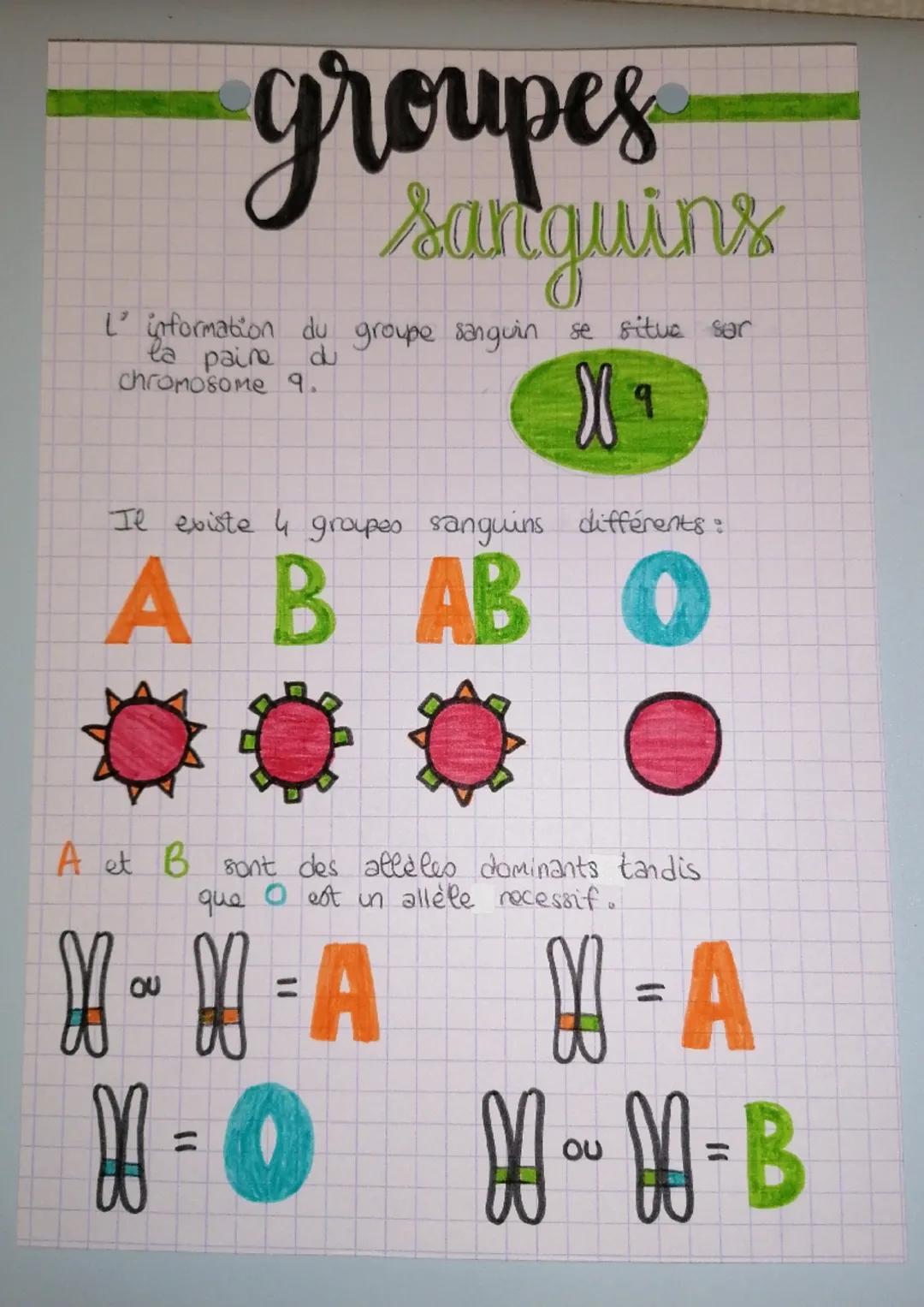 groupes
Sanguins
Iº information du groupe sanguin se situe sar
la paine
chromosome 9.
du
Ха
Il existe 4 groupes sanguins différents :
A B AB