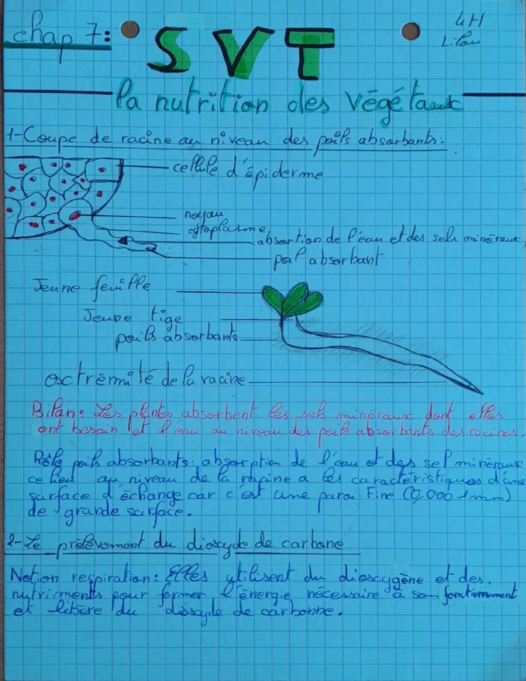 --- OCR Start ---
CH
Lilou
SVT
Pa nutrition des végétauk
1-Coupe de racine au niveau des poils absorbants.
4
Jeune feuille
cellule d'épiderm