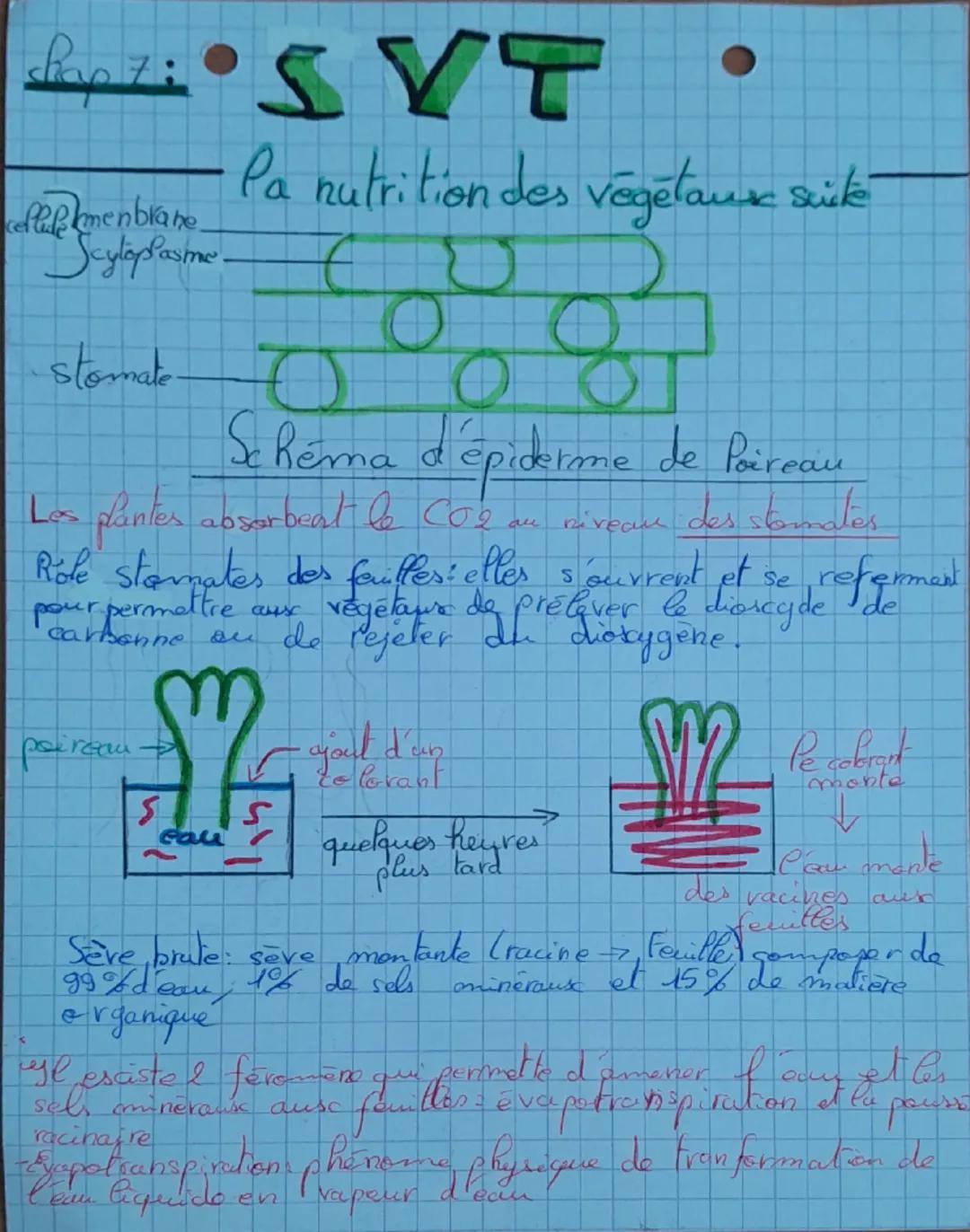 --- OCR Start ---
CH
Lilou
SVT
Pa nutrition des végétauk
1-Coupe de racine au niveau des poils absorbants.
4
Jeune feuille
cellule d'épiderm