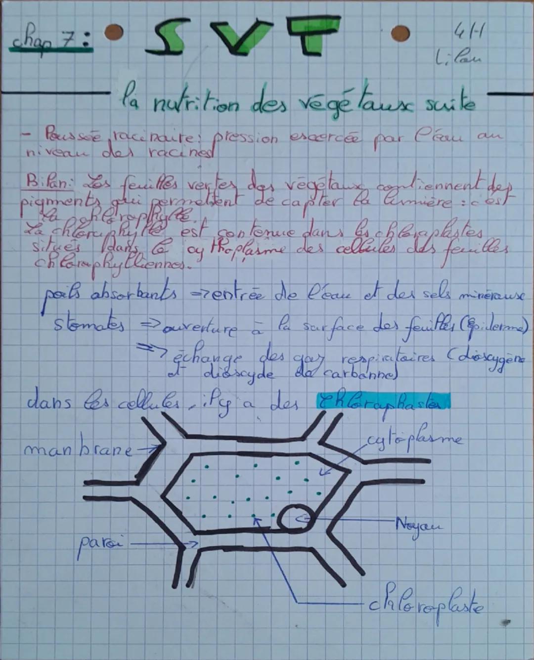 --- OCR Start ---
CH
Lilou
SVT
Pa nutrition des végétauk
1-Coupe de racine au niveau des poils absorbants.
4
Jeune feuille
cellule d'épiderm