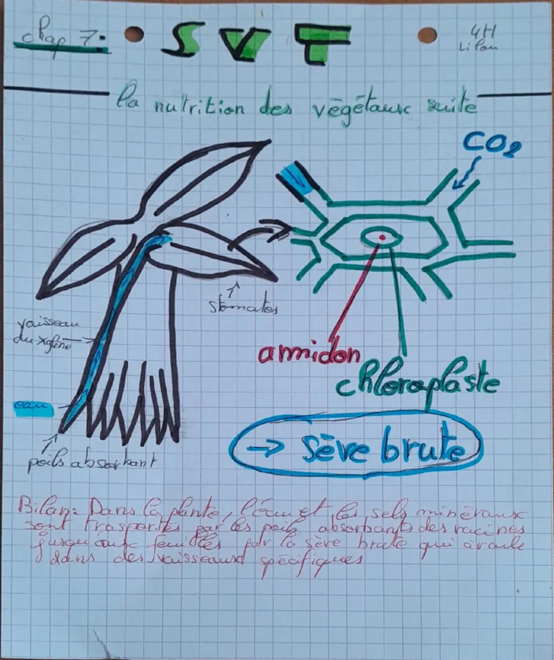 --- OCR Start ---
CH
Lilou
SVT
Pa nutrition des végétauk
1-Coupe de racine au niveau des poils absorbants.
4
Jeune feuille
cellule d'épiderm