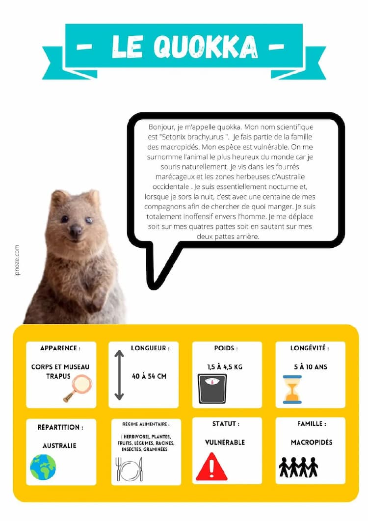 Know Le quokka- animal en danger thumbnail
