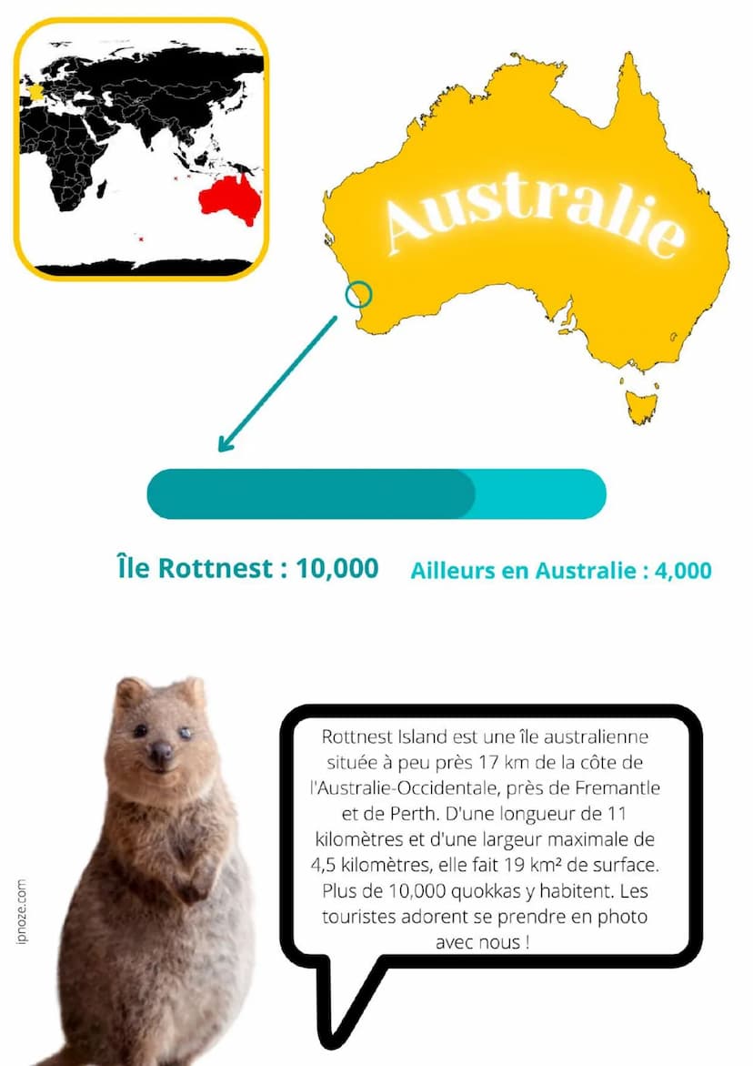 ipnoze.com
APPARENCE :
CORPS ET MUSEAU
TRAPUS
RÉPARTITION:
AUSTRALIE
LE QUOKKA -
Bonjour, je m'appelle quokka. Mon nom scientifique
est "Set