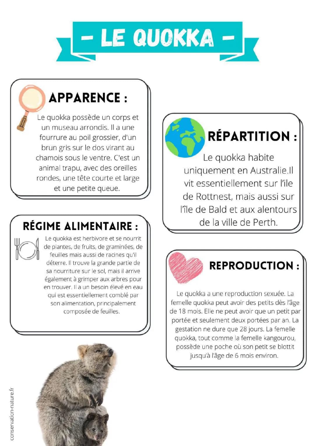 ipnoze.com
APPARENCE :
CORPS ET MUSEAU
TRAPUS
RÉPARTITION:
AUSTRALIE
LE QUOKKA -
Bonjour, je m'appelle quokka. Mon nom scientifique
est "Set