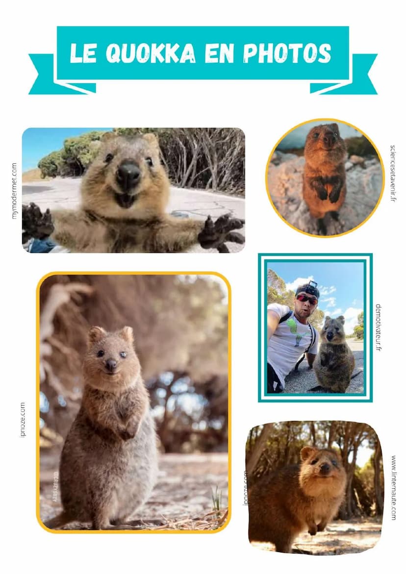 ipnoze.com
APPARENCE :
CORPS ET MUSEAU
TRAPUS
RÉPARTITION:
AUSTRALIE
LE QUOKKA -
Bonjour, je m'appelle quokka. Mon nom scientifique
est "Set