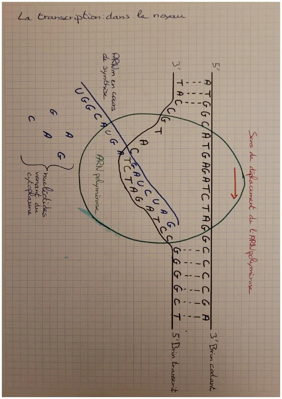 La transcription dans le noyau