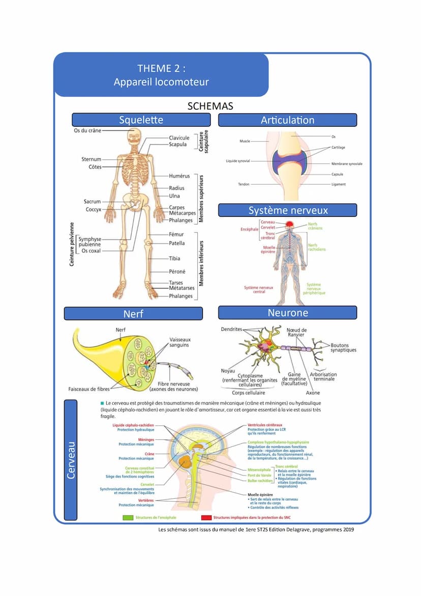 THEME 2:
L'appareil locomoteur
VOCABULAIRE
Vocabulaire
1
Ceinture
2
Squelette Axial
3
Squelette Appendiculaire
4
Arthrose
5
Arthroplastie
6
