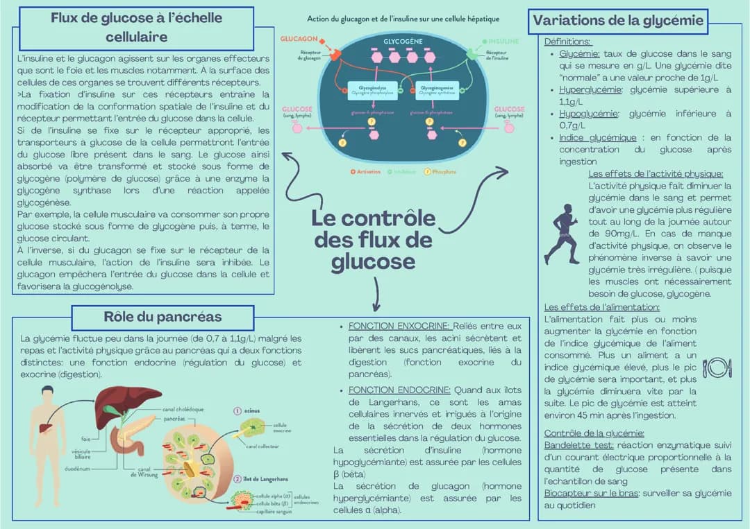 Carte mental sur le contrôle des flux de glucose terminale spé SVT