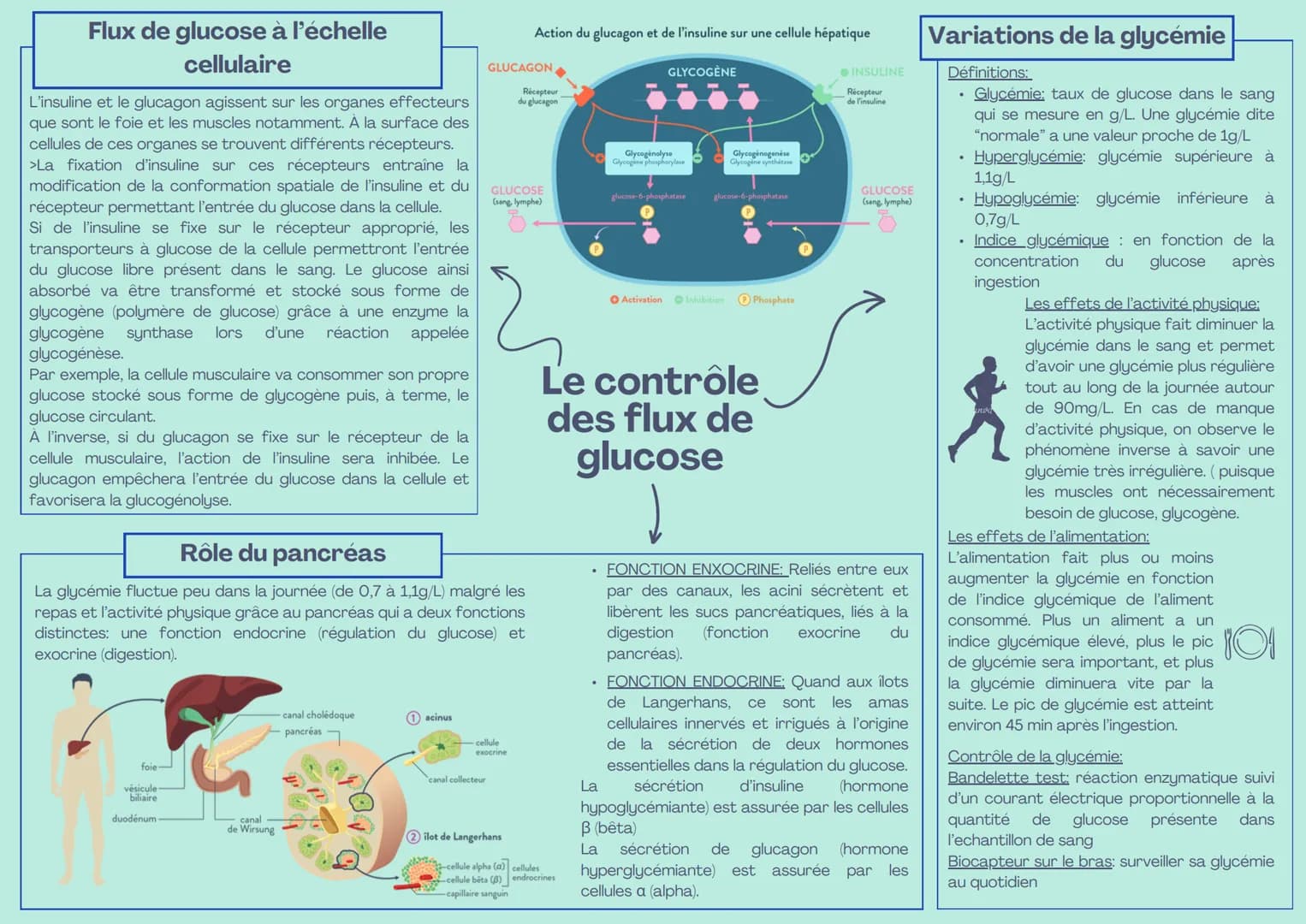 Flux de glucose à l'échelle
cellulaire
L'insuline et le glucagon agissent sur les organes effecteurs
que sont le foie et les muscles notamme