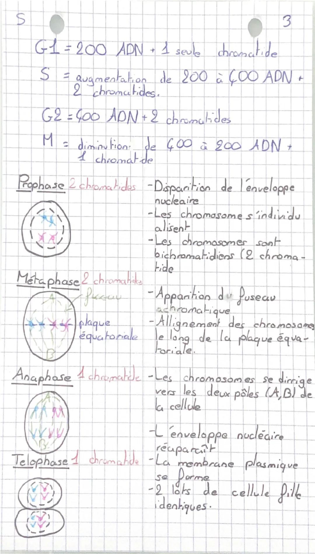 S
1
Génétique et evolution
- Cellules eucaryotes → possèdent un noyaux (ex: cellules
bacales)
-Cellule procaryotes → possèdent pas de noyaux