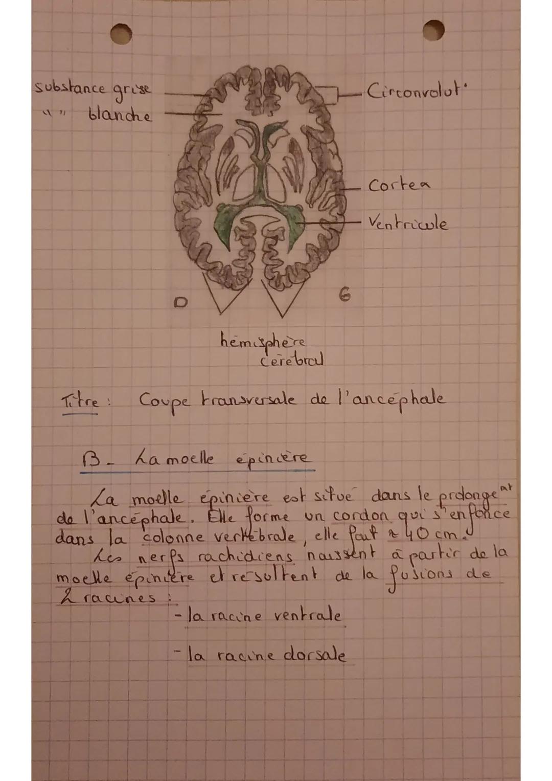 • BPH
I- Explorat" du système
(SN)
Y
a & TK d'imagerie medical, los plus
utilisées pour explorer le SN sont:
la sc
●canographie
=I'IRM
nerve