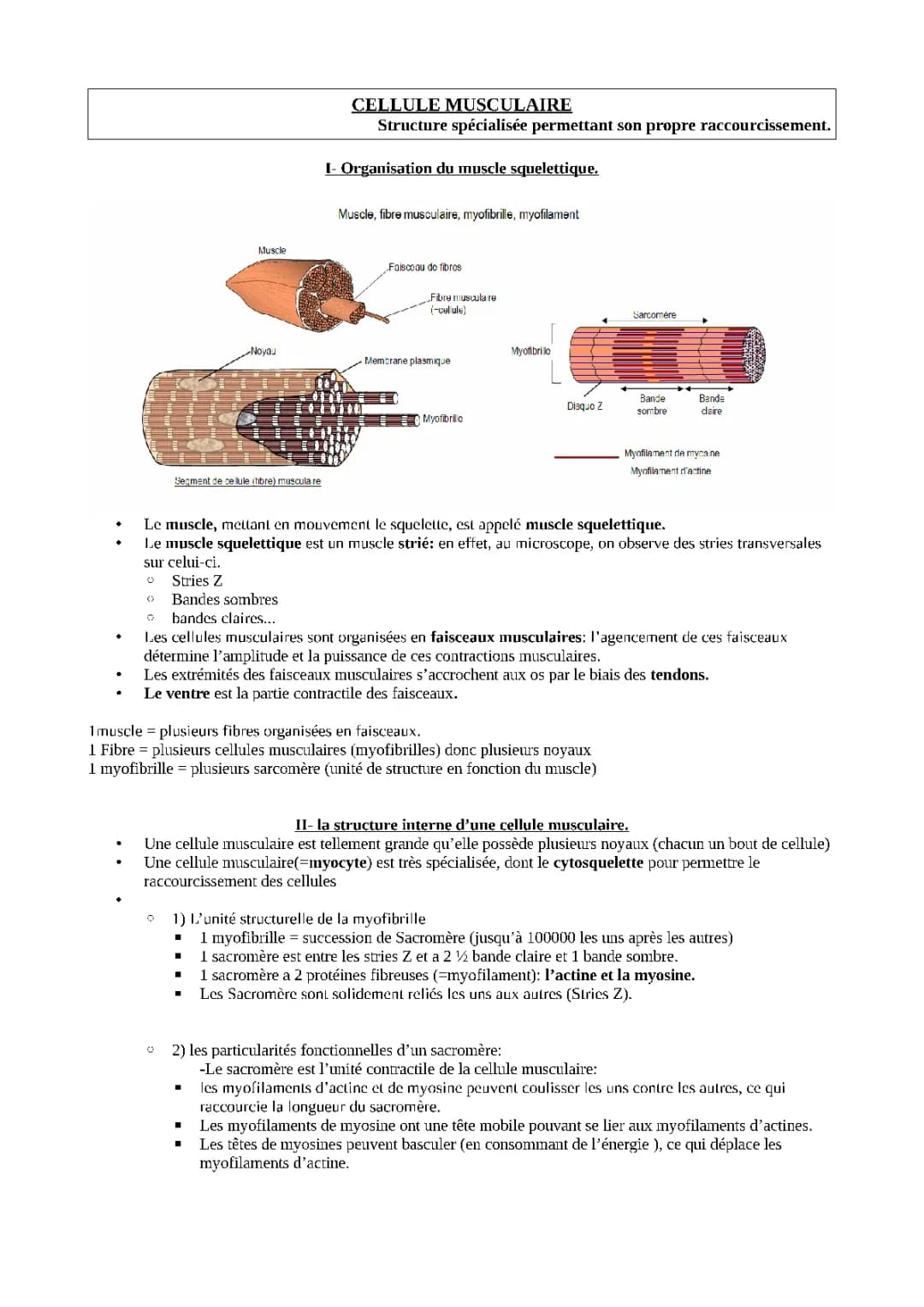 La cellule musculaire 