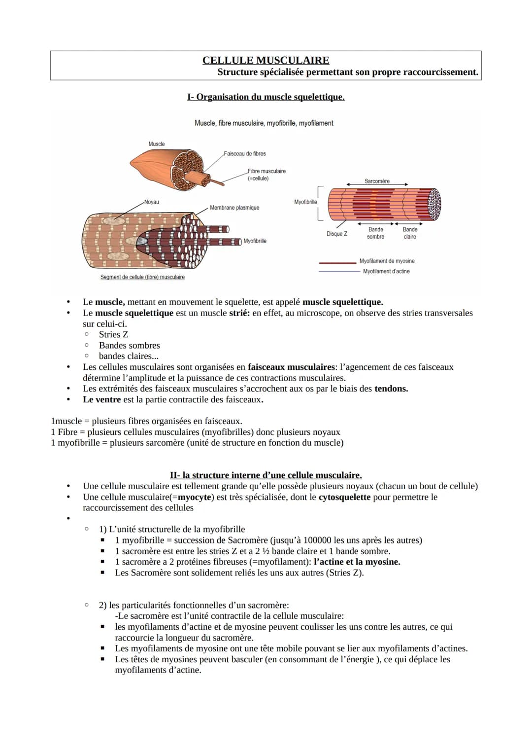●
.
Muscle
Noyau
Segment de cellule (fibre) musculaire
CELLULE MUSCULAIRE
Structure spécialisée permettant son propre raccourcissement.
O
I-