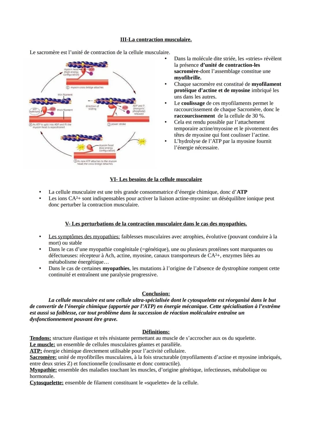 ●
.
Muscle
Noyau
Segment de cellule (fibre) musculaire
CELLULE MUSCULAIRE
Structure spécialisée permettant son propre raccourcissement.
O
I-