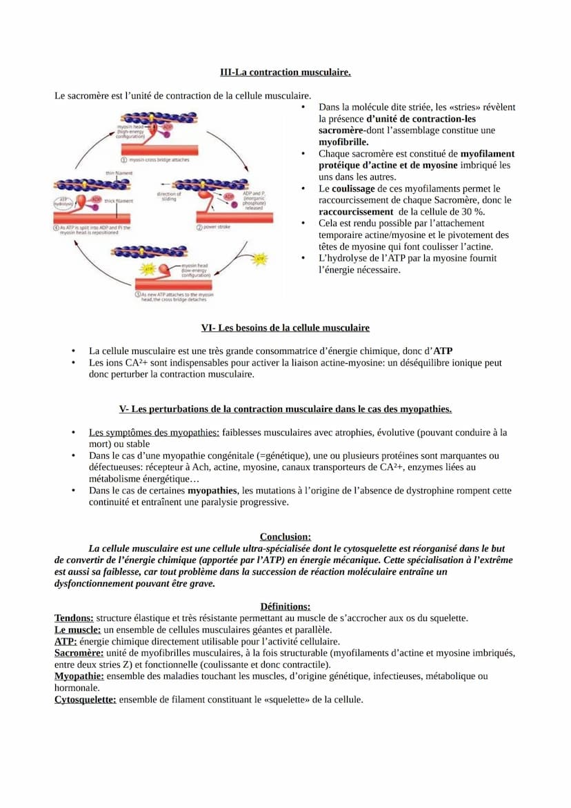 ●
.
Muscle
Noyau
Segment de cellule (fibre) musculaire
CELLULE MUSCULAIRE
Structure spécialisée permettant son propre raccourcissement.
O
I-