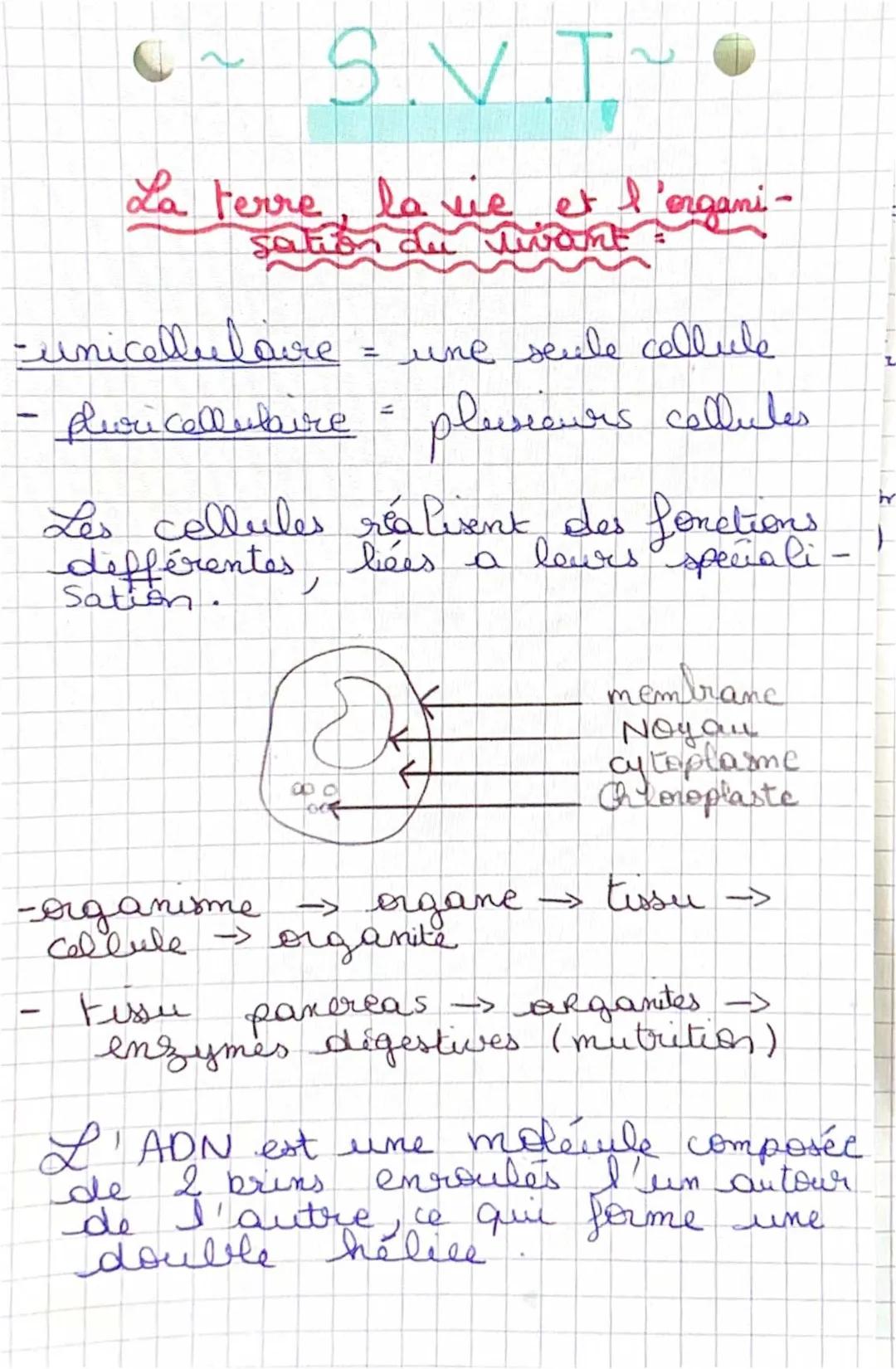 L’organisme pluricellulaires, un ensemble de cellule spécialisé 
