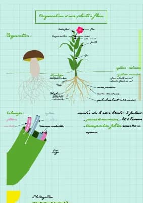 Know Organisation d'une plante à fleur thumbnail