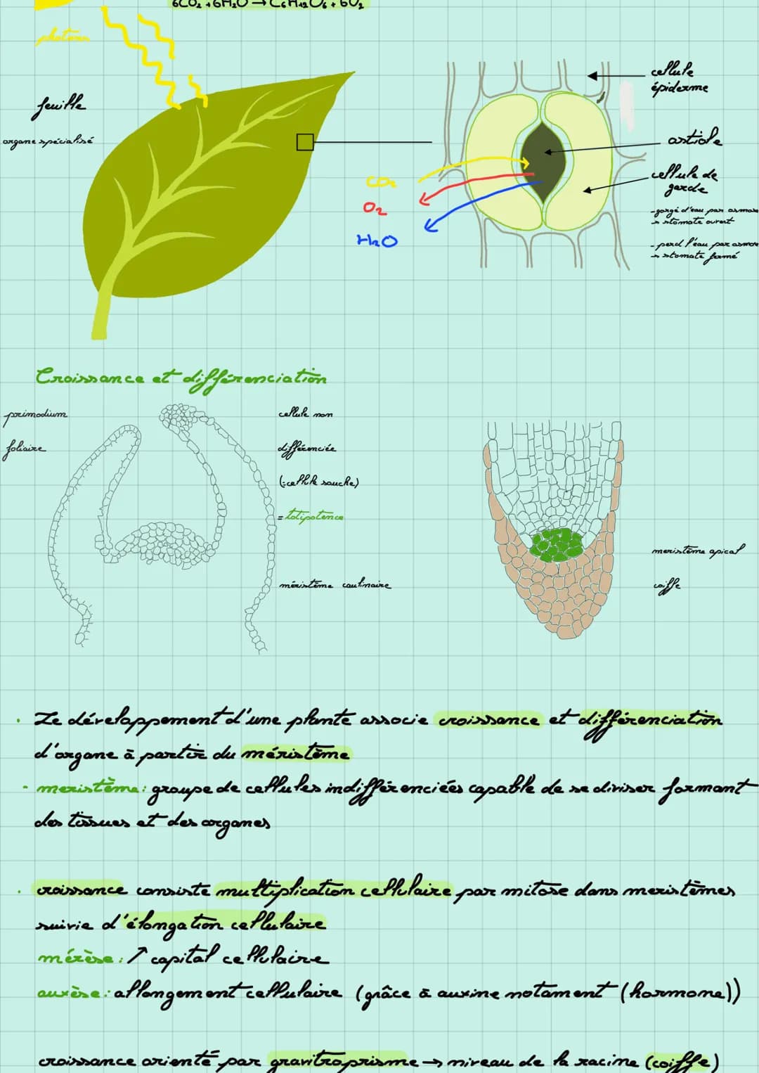 Organisation :
Echanges:
phloëme
sève brute
Organisation d'une plante à fleur
bourgeon auxilaire
simbiose entre
champignon et plante
bouton 