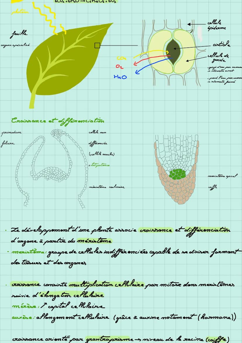 Organisation :
Echanges:
phloëme
sève brute
Organisation d'une plante à fleur
bourgeon auxilaire
simbiose entre
champignon et plante
bouton 