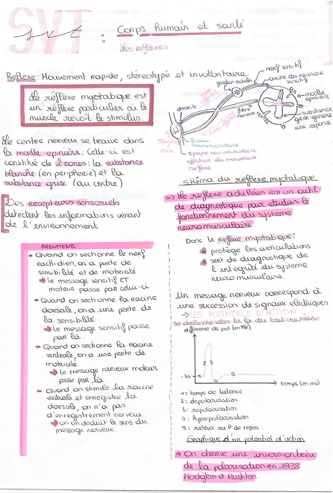 svt

Corps humain et santé

Hes Reflexes

Reflexe: Houvement Rapide, stereotypé et involontaire.

He réflexe myotatique est
un réflexe parti