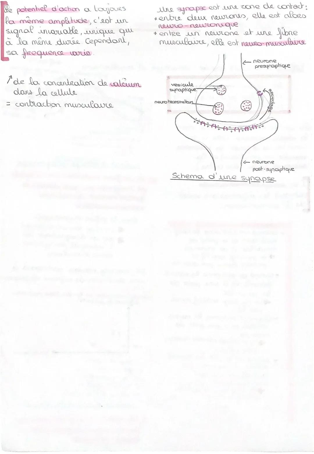 svt

Corps humain et santé

Hes Reflexes

Reflexe: Houvement Rapide, stereotypé et involontaire.

He réflexe myotatique est
un réflexe parti