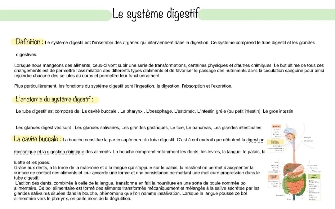 Schéma de l'appareil digestif PDF et 6 fonctions du système digestif