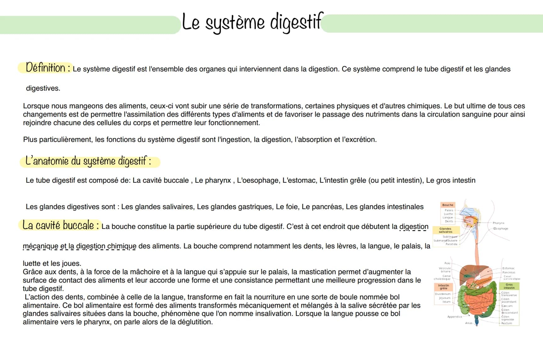 Le système digestif
Définition:
: Le système digestif est l'ensemble des organes qui interviennent dans la digestion. Ce système comprend le