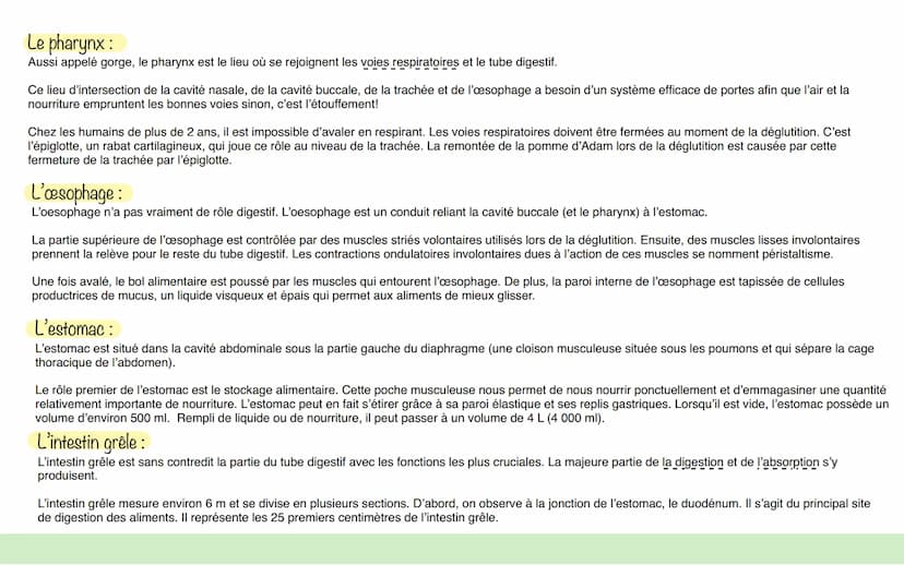 Le système digestif
Définition:
: Le système digestif est l'ensemble des organes qui interviennent dans la digestion. Ce système comprend le