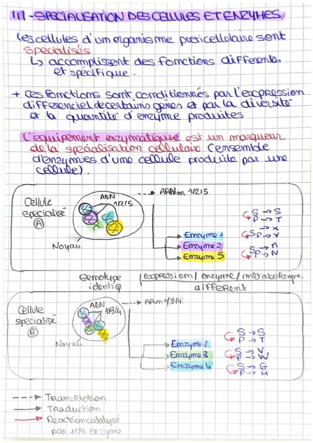 LESENZYMES
emzyme proteimes presentes chez les E. V. (biormoléculo)
2 proprietes Fondamentales &
accelere la vitesse des reactions chimiques