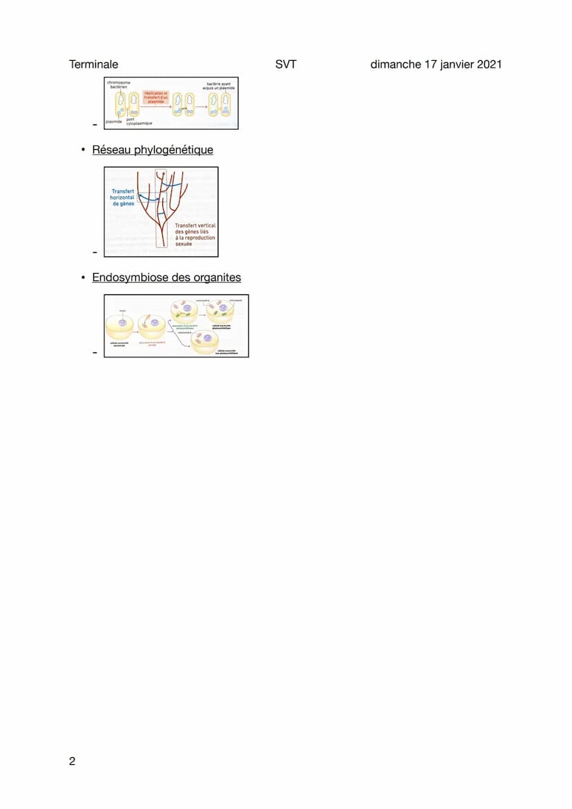 Terminale
Schémas Complexification génome
Sujet général
Accidents de méiose (transfert vertical)
Trisomie
1
●
●
●
GENE A
GENEA
ANT
24
CILI
l