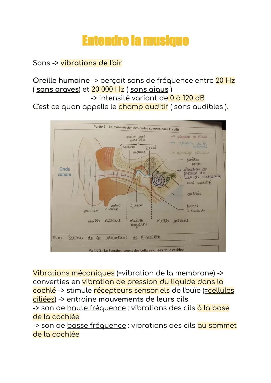 Entendre la musique
Sons -> vibrations de l'air
Oreille humaine -> perçoit sons de fréquence entre 20 Hz
(sons graves) et 20 000 Hz (sons ai