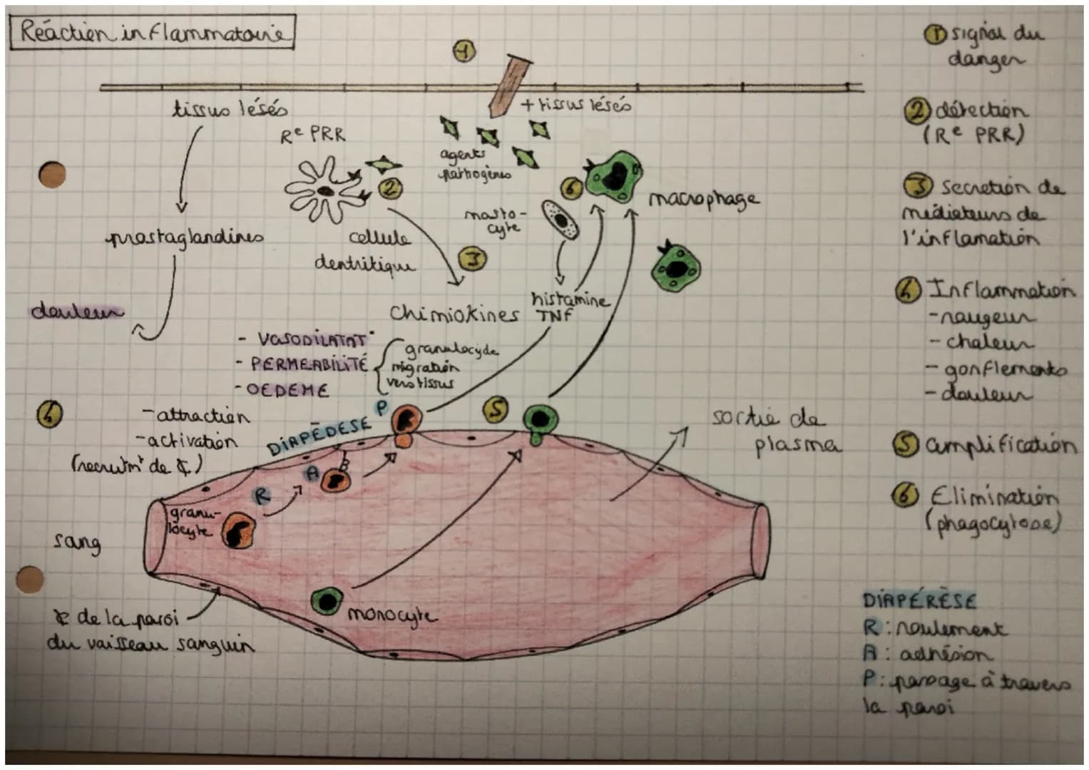 Reaction in Flammatoire
deuleur
6
prostaglandines
sang
tissus lésés
-
attraction
(recruitm de $)
-activation
granu
locyte
- VASODILATAT
- PE