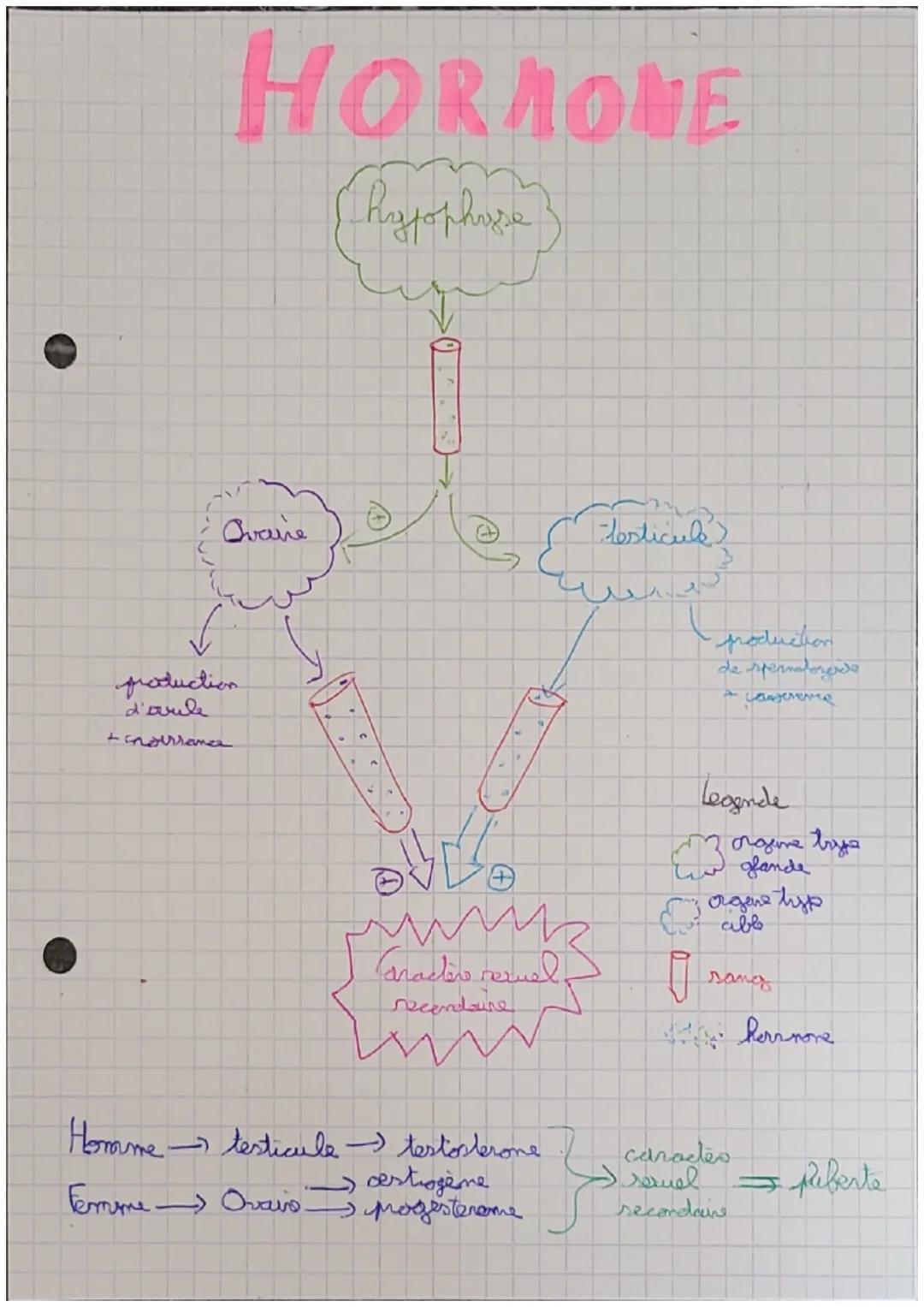 # HORMONE

hypophouse

Θ

Ovaave

production
d'aile
+ choursama

testicule)

poduction
de spermatorade
+ cassereme

Caractère reruel
recendo