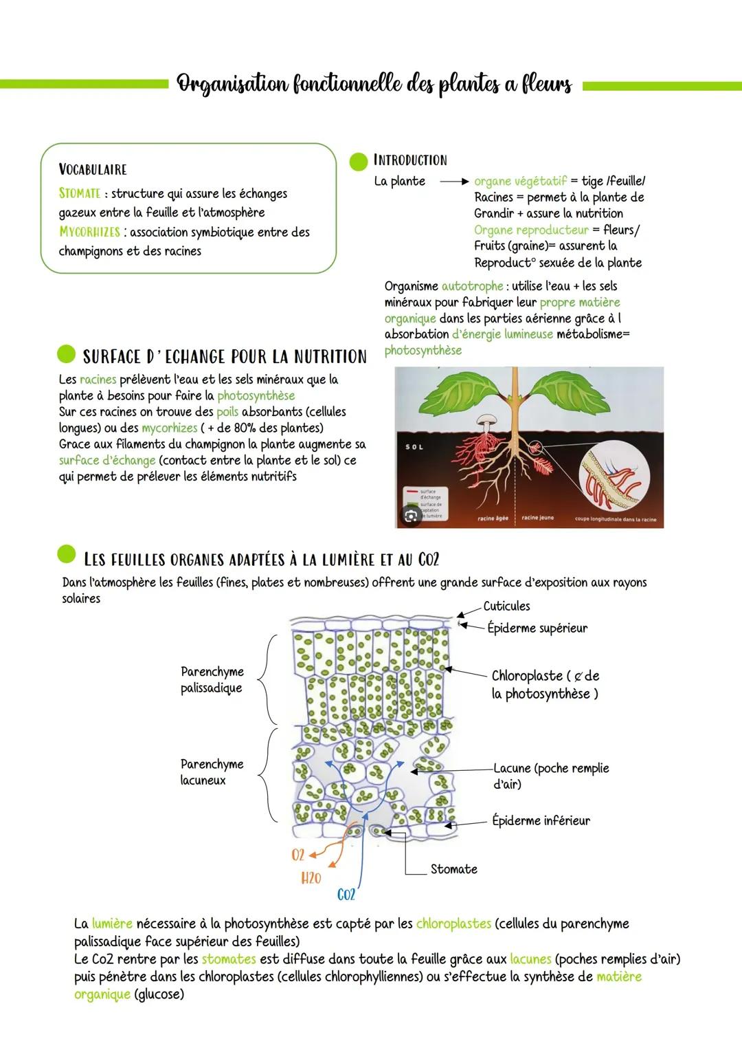  Organisation fonctionnelle des plantes à fleurs