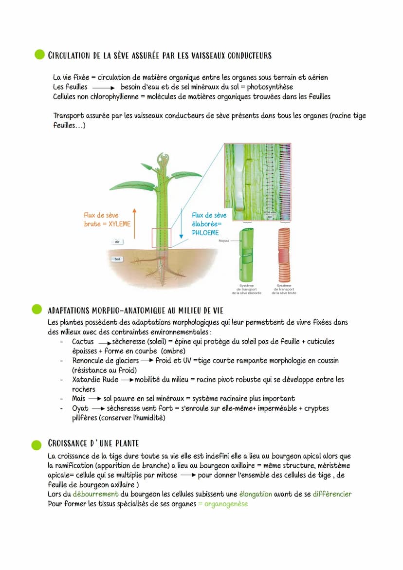 Organisation fonctionnelle des plantes a fleurs
VOCABULAIRE
STOMATE: structure qui assure les échanges
gazeux entre la feuille et l'atmosphè