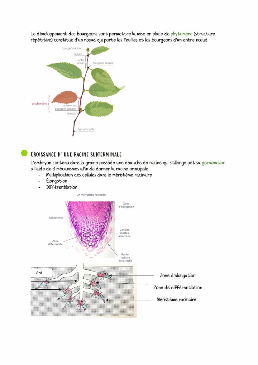 Organisation fonctionnelle des plantes a fleurs
VOCABULAIRE
STOMATE: structure qui assure les échanges
gazeux entre la feuille et l'atmosphè