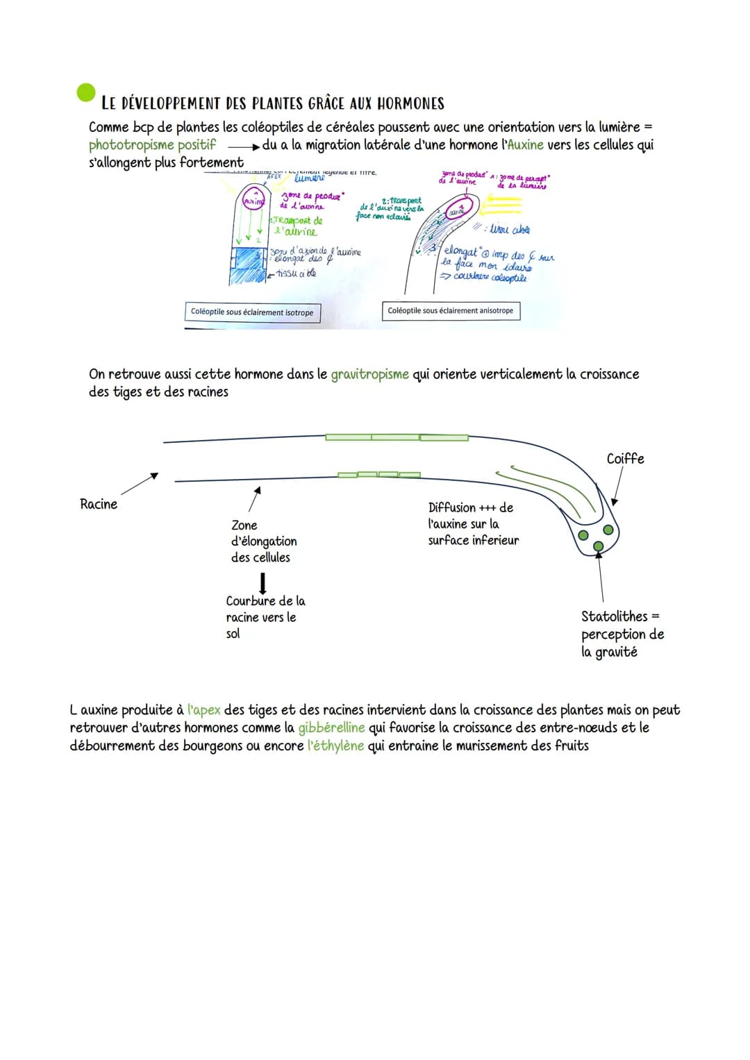 Organisation fonctionnelle des plantes a fleurs
VOCABULAIRE
STOMATE: structure qui assure les échanges
gazeux entre la feuille et l'atmosphè