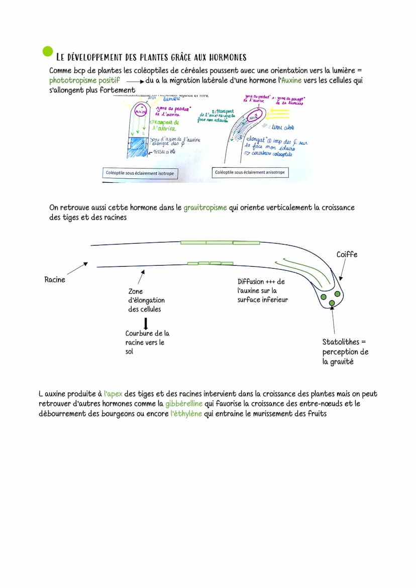 Organisation fonctionnelle des plantes a fleurs
VOCABULAIRE
STOMATE: structure qui assure les échanges
gazeux entre la feuille et l'atmosphè