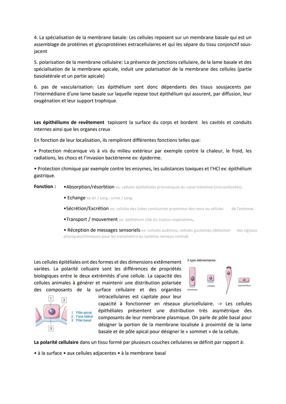 TISSUS EPITHELIAUX
Définition: Les tissus épithéliaux sont constitués de cellules étroitement associées, juxtaposées,
solidarisées par des s