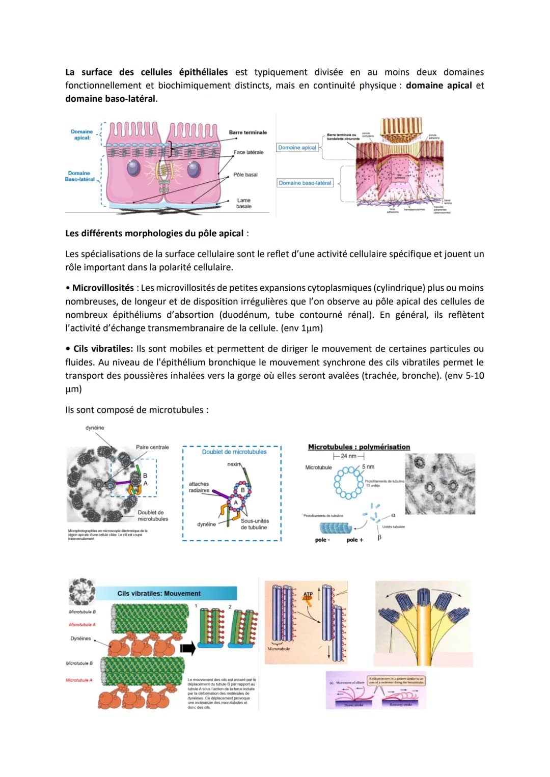 TISSUS EPITHELIAUX
Définition: Les tissus épithéliaux sont constitués de cellules étroitement associées, juxtaposées,
solidarisées par des s