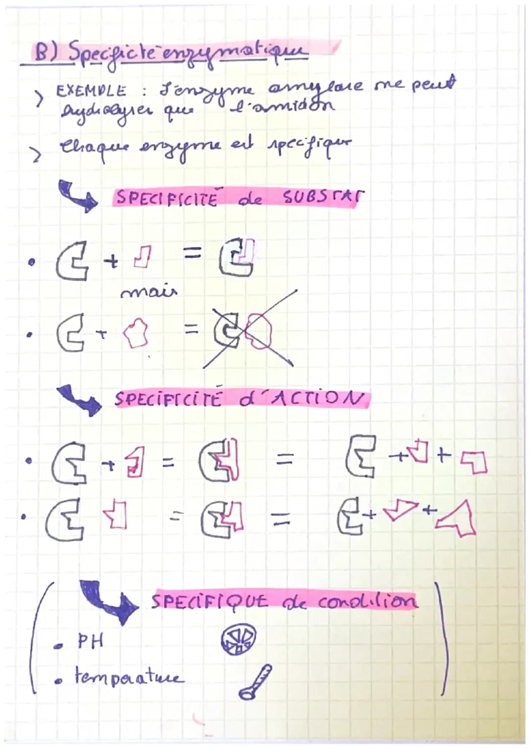 enzymes
A) Definition
=> Les enzymer sont des proteines que accelerent
la ritene de reaction.
=> La
des acides amines et la
specificite der 