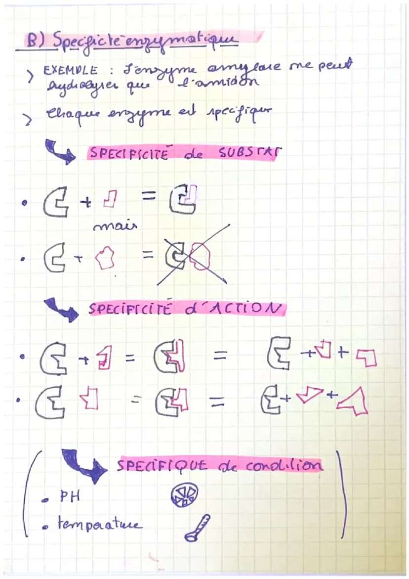 enzymes
A) Definition
=> Les enzymer sont des proteines que accelerent
la ritene de reaction.
=> La
des acides amines et la
specificite der 